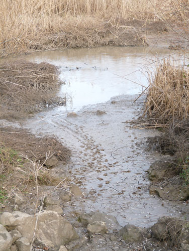 La lontra nell''Appennino meridionale